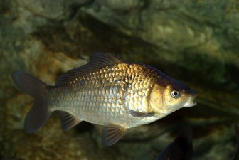 Carassius carassius